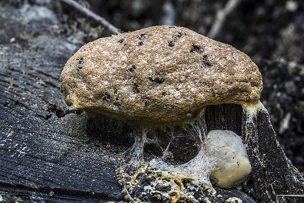 slizovka Myxomycetes