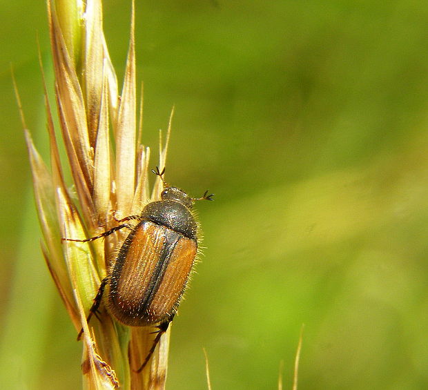 chrústik  Omaloplia nigromarginata