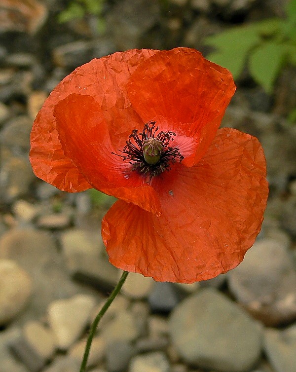 mak vlčí Papaver rhoeas L.