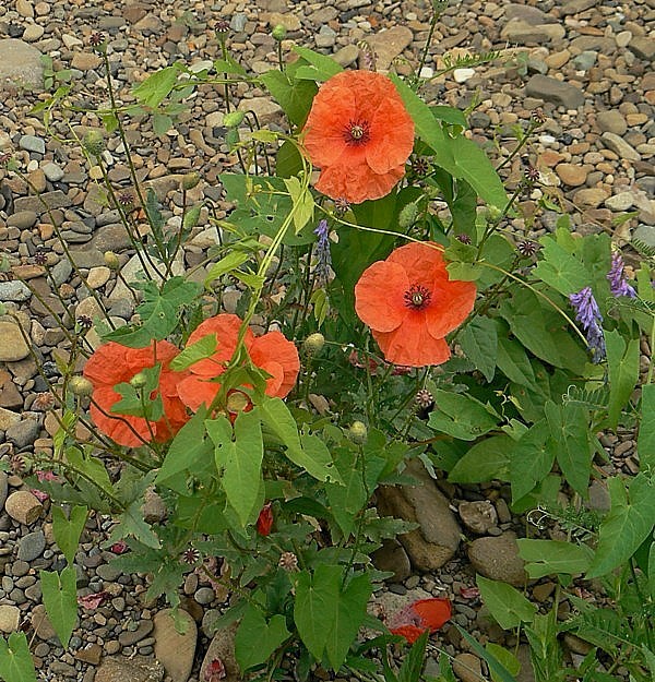 mak vlčí Papaver rhoeas L.