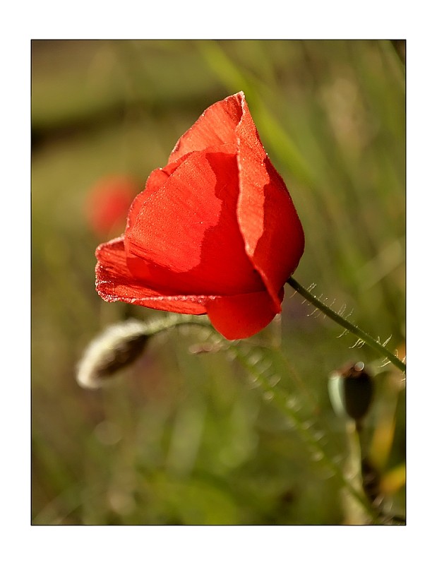 mak vlčí Papaver rhoeas L.