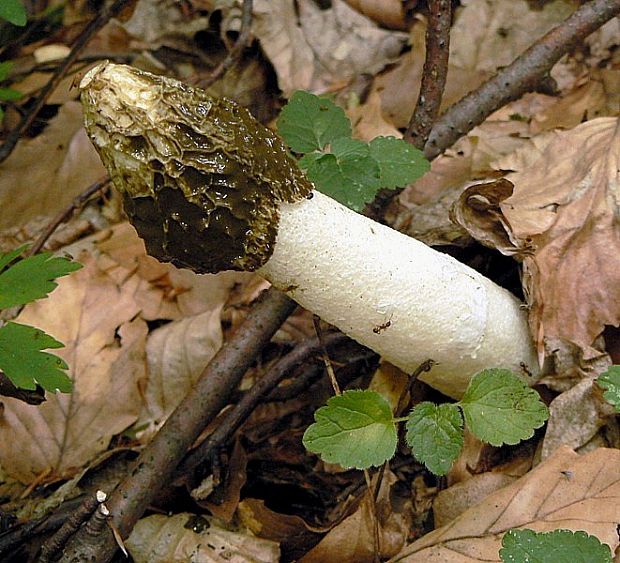 hadovka smradľavá Phallus impudicus L.