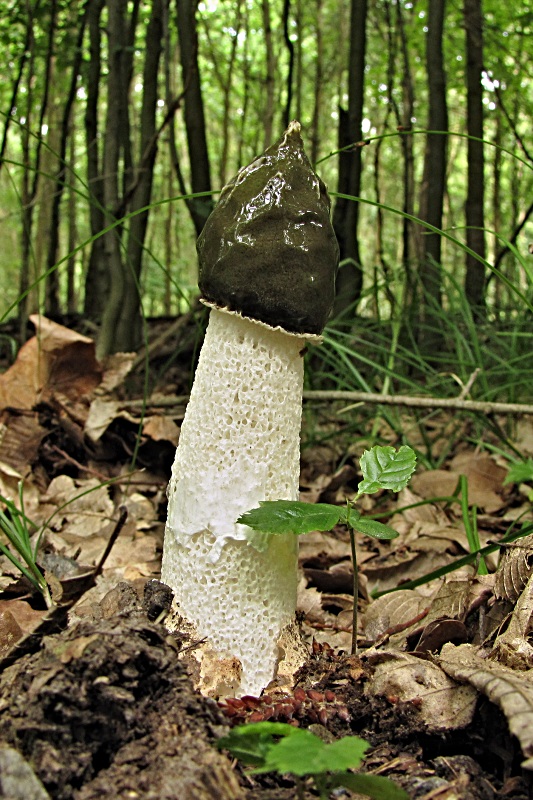 hadovka smradľavá-hadovka smrdutá Phallus impudicus L.