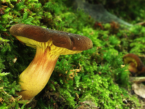 lupeňopórovec červenožltý Phylloporus rhodoxanthus (Schwein.) Bres.