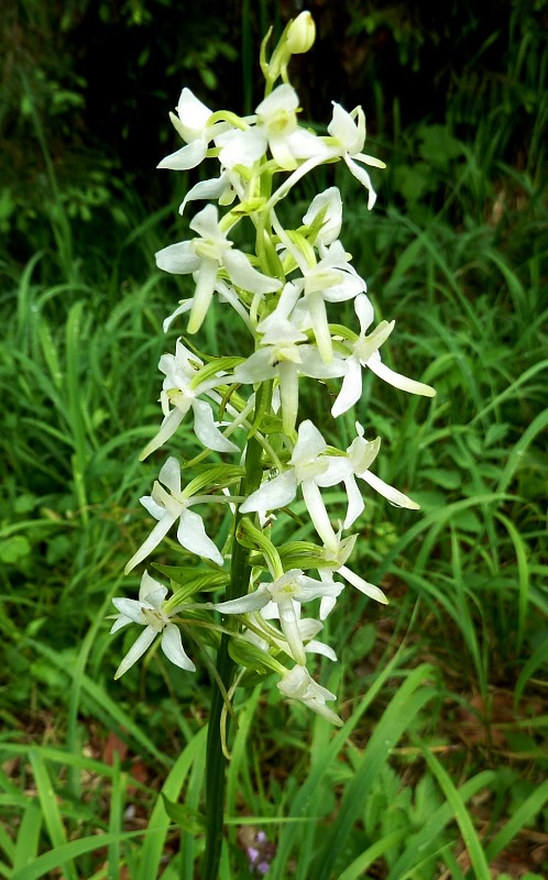 vemenník dvojlistý Platanthera bifolia (L.) Rich.