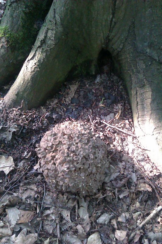 trúdnik klobúčkatý Polyporus umbellatus (Pers.) Fr.