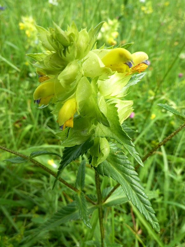 štrkáč alpínsky Rhinanthus pulcher Schummel