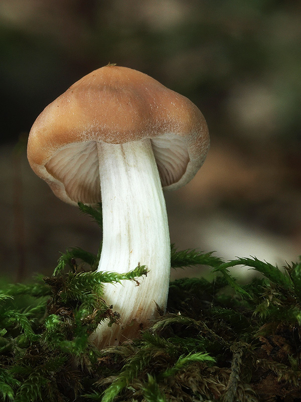 peniazovka zúbkatá Rhodocollybia prolixa  (Hornem.) Antonín & Noordel.