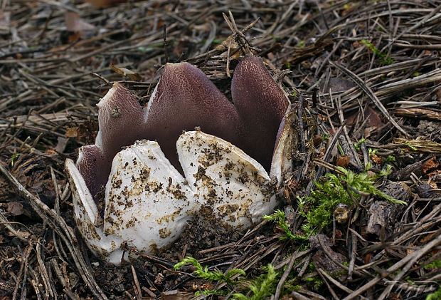 tulipánovka fialová Sarcosphaera coronaria (Jacq.) J. Schröt.