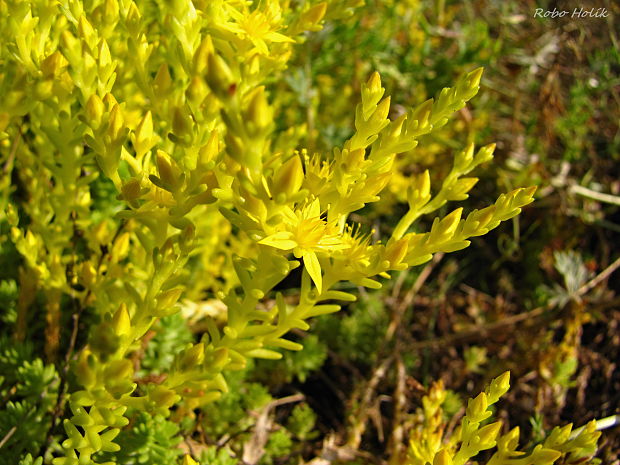 rozchodník Sedum sp.