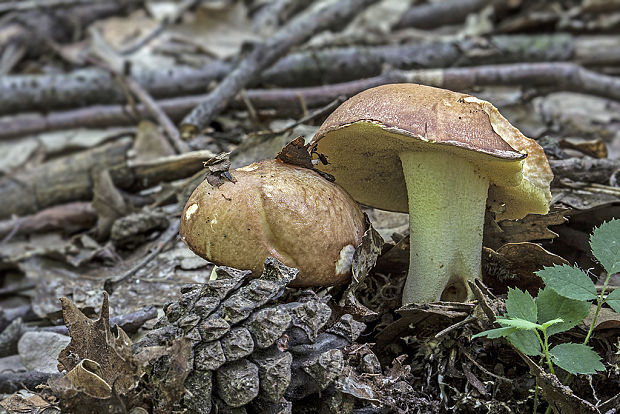 masliak zrnitý Suillus granulatus (L.) Roussel