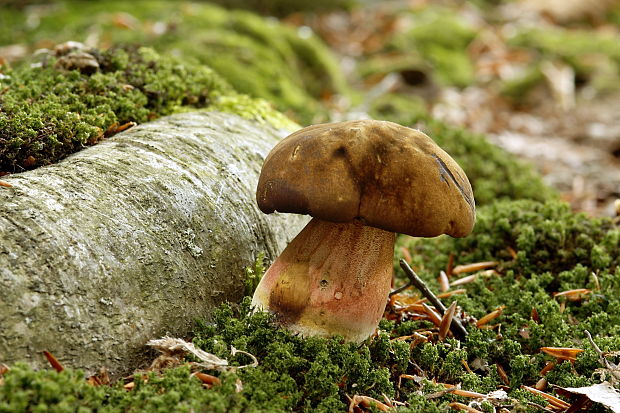 hríb zrnitohlúbikový Sutorius luridiformis (Rostk.) G. Wu & Zhu L. Yang