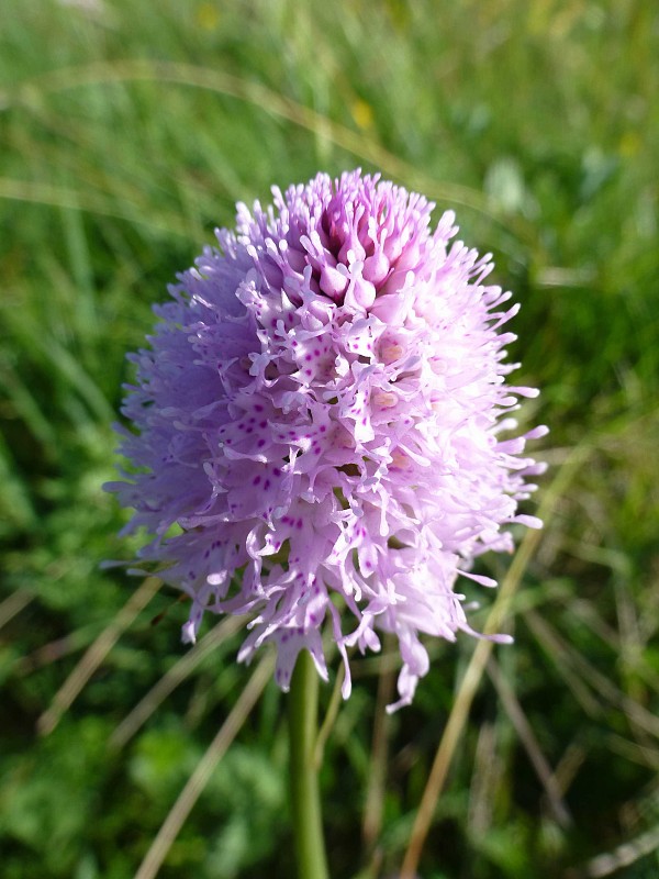 pavstavač hlavatý Traunsteinera globosa (L.) Reichenb.