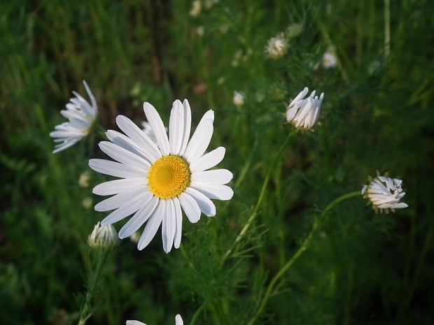 parumanček nevoňavý Tripleurospermum perforatum (Mérat) M. Lainz