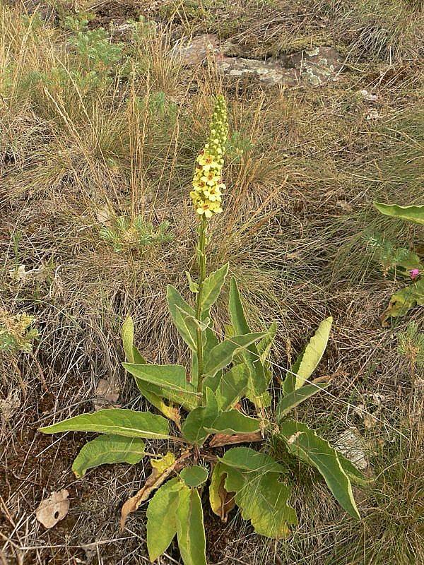 divozel chaixov rakúsky Verbascum chaixii subsp. austriacum (Schott ex Roem. et Schult.) Hayek