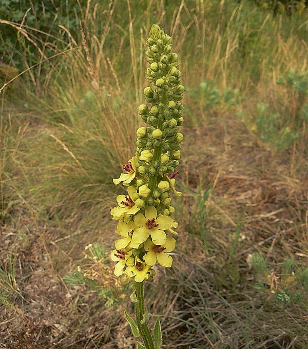 divozel chaixov rakúsky Verbascum chaixii subsp. austriacum (Schott ex Roem. et Schult.) Hayek