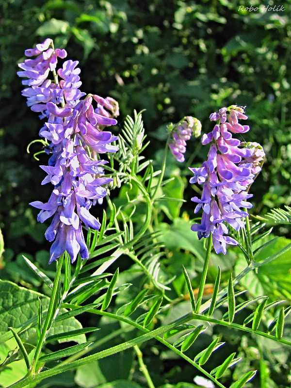 vika tenkolistá Vicia tenuifolia Roth