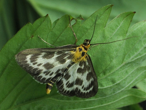 víjačka záhradná Anania hortulata Linnaeus, 1758