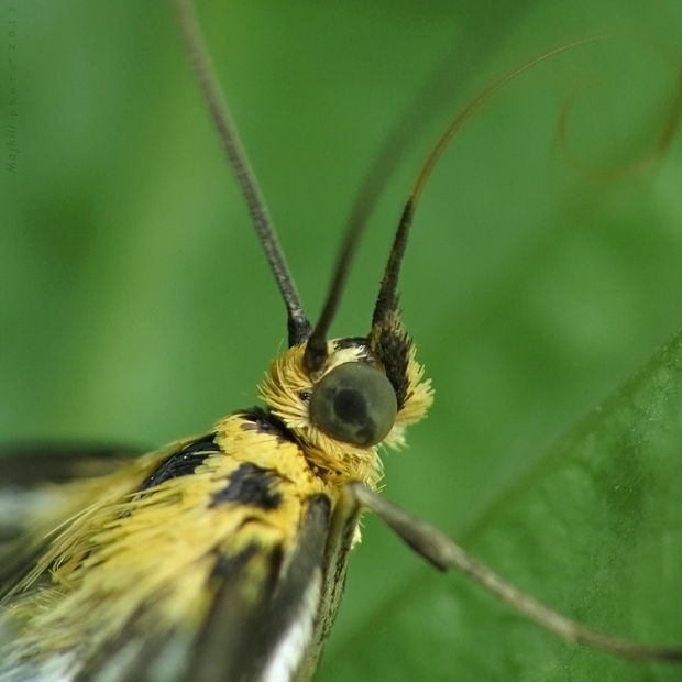 víjačka záhradná Anania hortulata Linnaeus, 1758