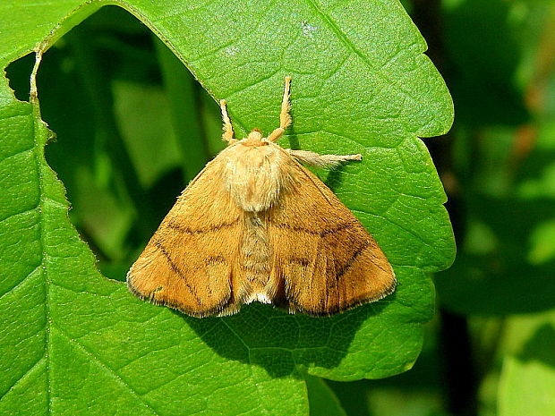 apódia dubová Apoda limacodes  Hufnagel, 1766