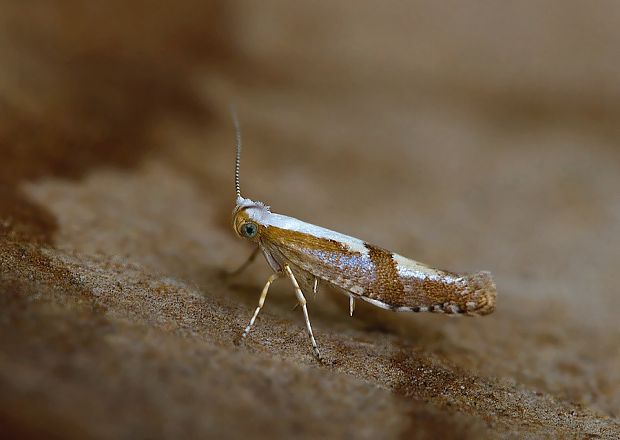 priadzovček púčikový Argyresthia pruniella