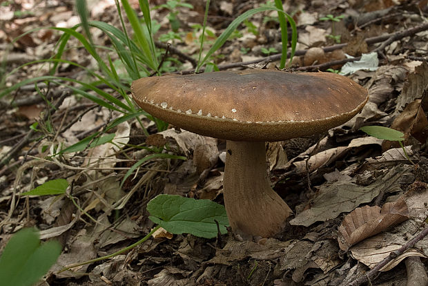 hríb bronzový Boletus aereus Bull. ex Fr.