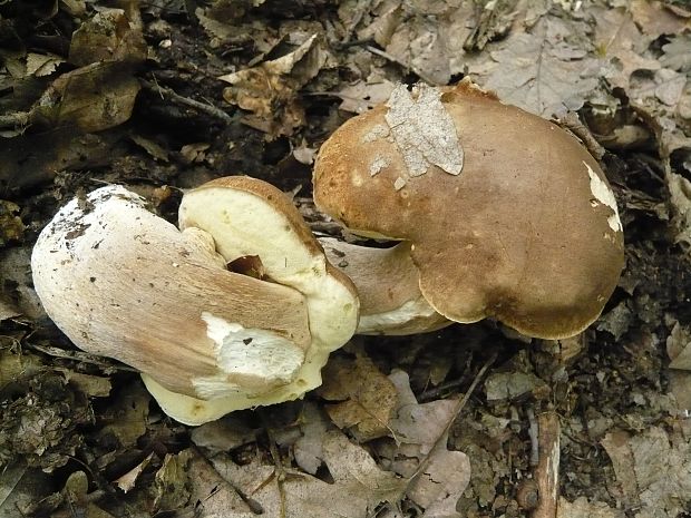 hríb dubový Boletus reticulatus Schaeff.