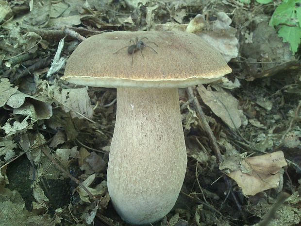 hríb dubový Boletus reticulatus Schaeff.