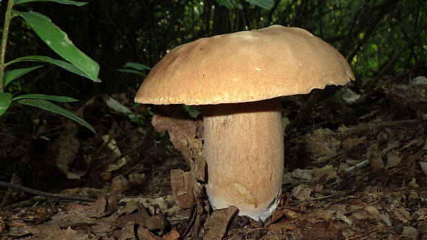 hríb dubový Boletus reticulatus Schaeff.