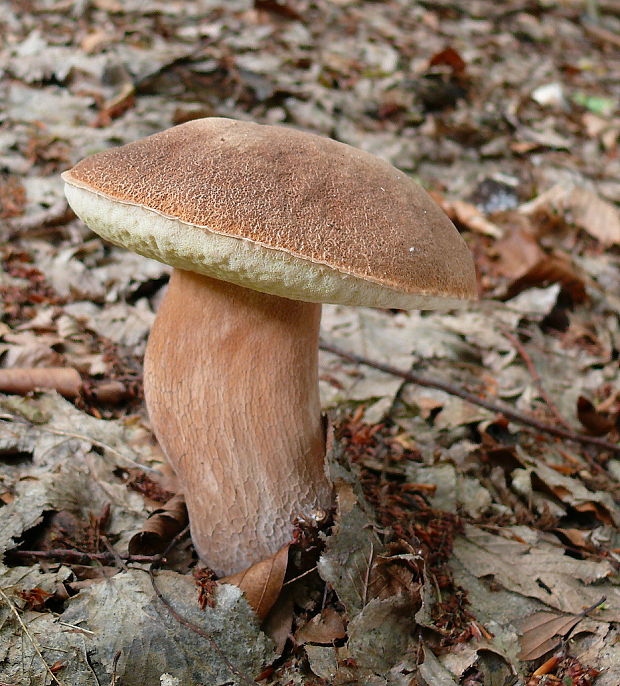 hríb dubový Boletus reticulatus Schaeff.