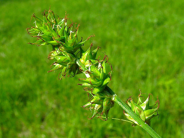 ostrica leersova Carex guestphalica  (Boenn. ex Rchb.) Boenn. ex O. Lang