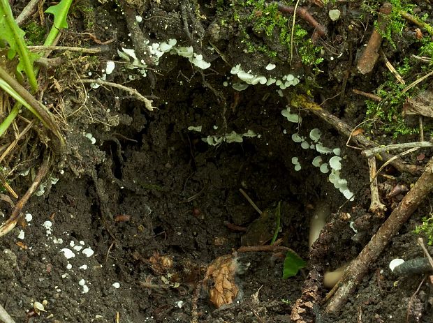machovka drobná mušľovitá Clitopilus scyphoides f. reductus Noordel.