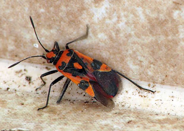 obrubnica červená Corizus hyoscyami