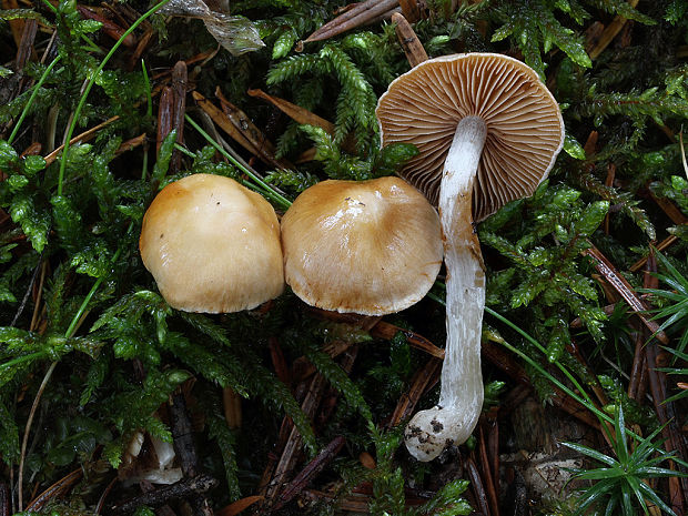 pavučinovec žlčový Cortinarius vibratilis (Fr.) Fr.