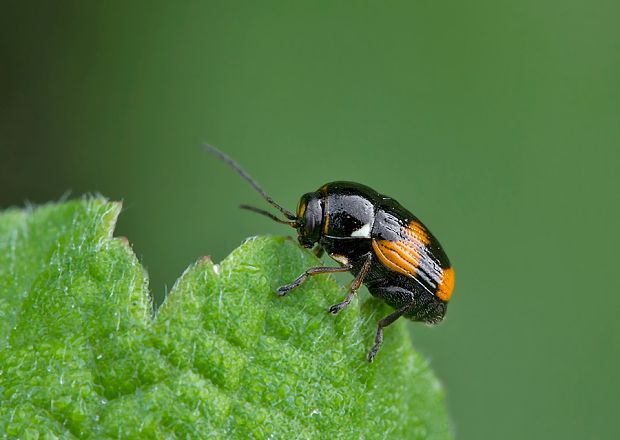 . Cryptocephalus moraei