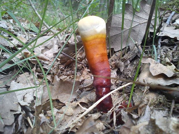 lesklokôrovka obyčajná Ganoderma lucidum (Curtis) P. Karst.