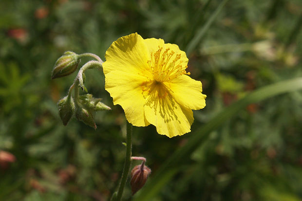 devätorník veľkokvetý  Helianthemum grandiflorum (Scop.) DC.