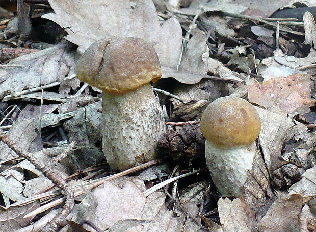 kozák hrabový Leccinum pseudoscabrum (Kallenb.) Šutara