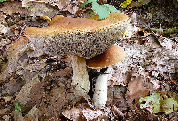 kozák hrabový Leccinum pseudoscabrum (Kallenb.) Šutara