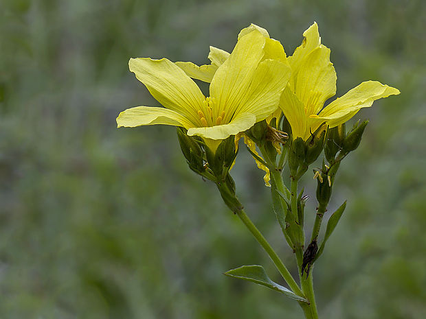 ľan žltý Linum flavum L.