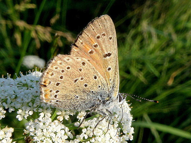 ohniváčik štiavový  Lycaena hippothoe  Linnaeus, 1761