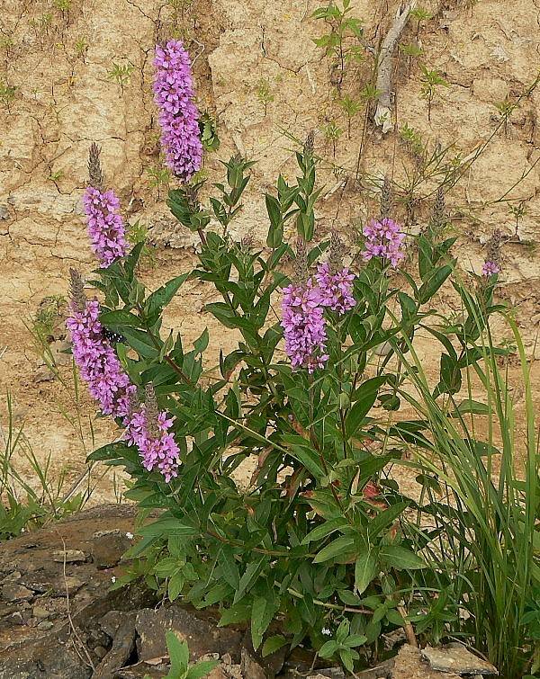 vrbica vŕbolistá  Lythrum salicaria L.