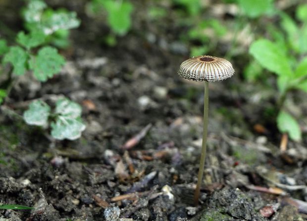 hnojník Parasola sp.