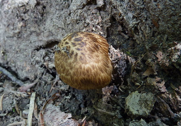 šupinovka ? Pholiota sp.