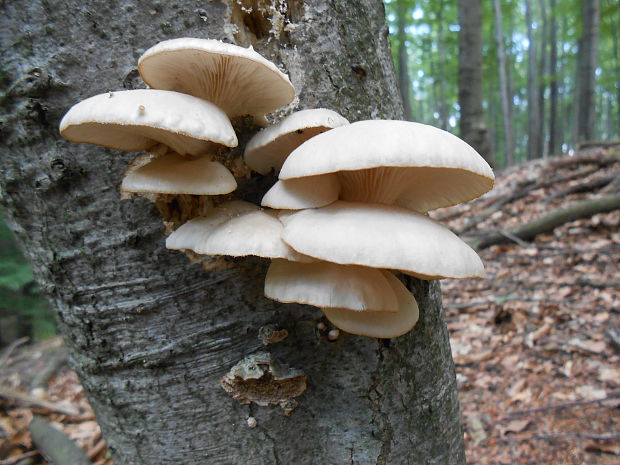 hliva buková Pleurotus pulmonarius (Fr.) Quél.