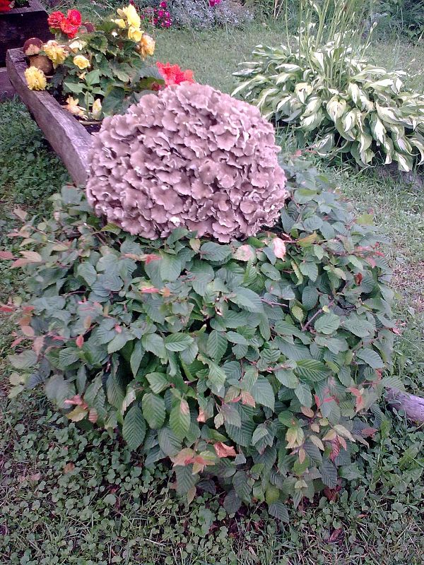 trúdnik klobúčkatý Polyporus umbellatus (Pers.) Fr.