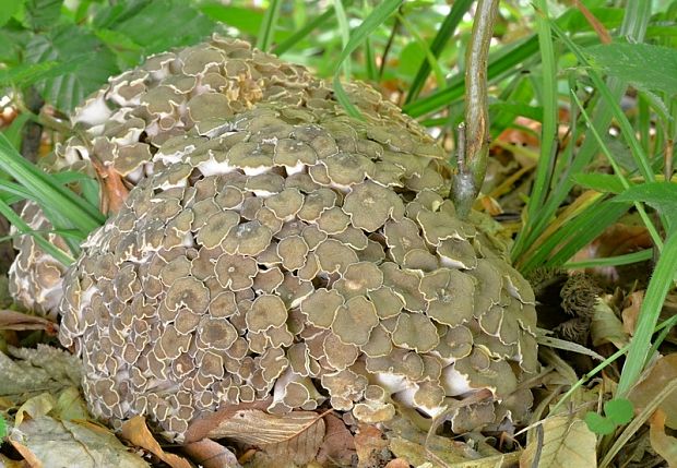 trúdnik klobúčkatý Polyporus umbellatus (Pers.) Fr.