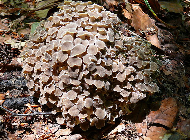 trúdnik klobúčkatý Polyporus umbellatus (Pers.) Fr.