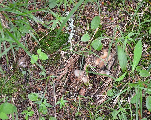 tulipánovka fialová Sarcosphaera coronaria (Jacq.) J. Schröt.