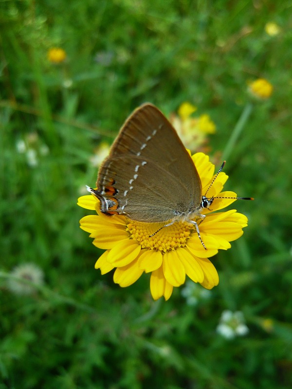 ostrôžkár malý Satyrium acaciae